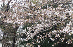 桜