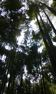 鎌倉 報国寺　の竹林