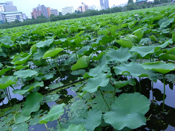 上野公園の蓮