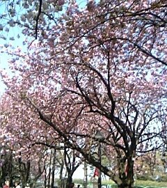 八重桜