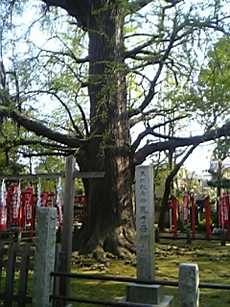 鬼子母神 おおいちょう