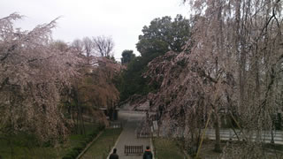 しだれ桜