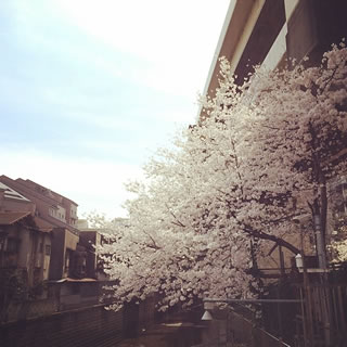 桜