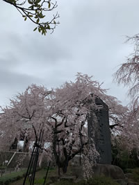 桜