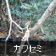 カワセミ（和田堀公園）