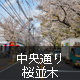 中央通り 桜並木