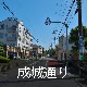 成城通り