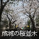 成城の桜並木