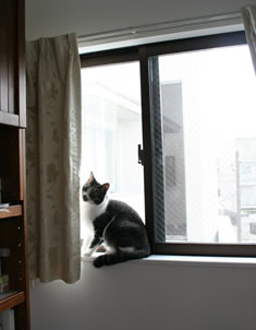 お外を眺められる出窓もお気に入りのネコちゃん