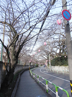 春には綺麗な桜が楽しめます。